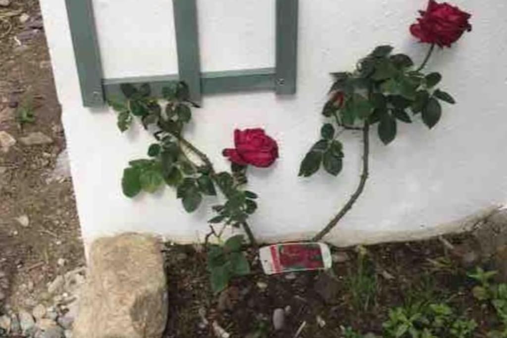 An Bothan-Cosy Cottage In The Cooley Mountains Dundalk Extérieur photo